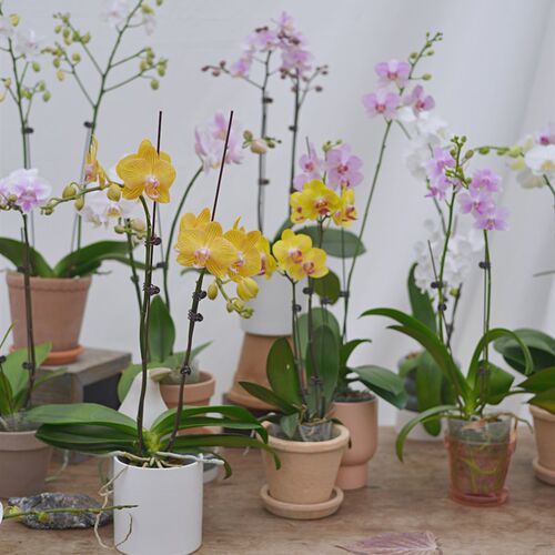 PHYSIS是花蝴蝶呀直播蝴蝶兰专拍一物一选圣诞节年宵花6/5更新