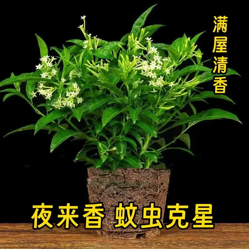 【下单立减50】夜来香盆栽花香四季青不断浓香花卉家庭盆栽植物HX