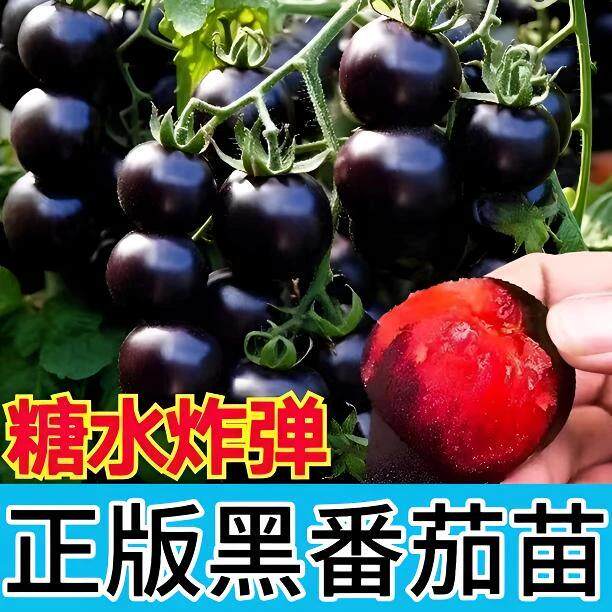 【下单立减50】黑色小番茄秧苗种苗四季种瀑布番茄苗子小西红柿WZ