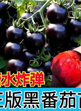 【下单立减50】黑色小番茄秧苗种苗四季种瀑布番茄苗子小西红柿WZ