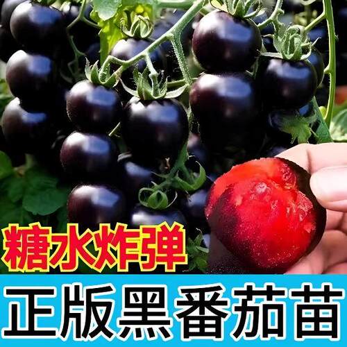 【下单立减50】黑色小番茄秧苗种苗四季种瀑布番茄苗子小西红柿WZ