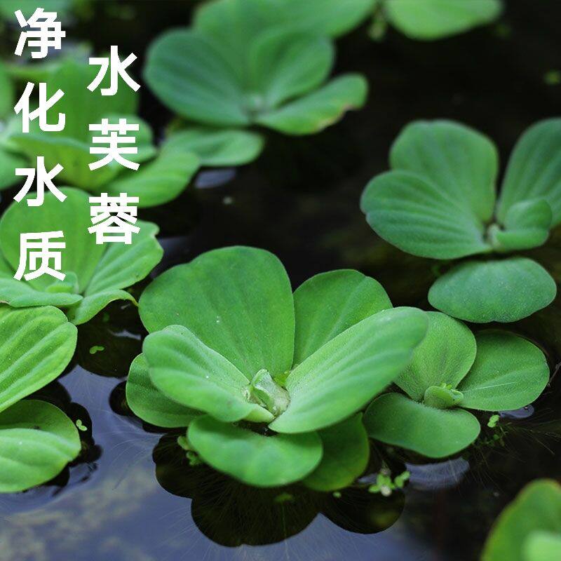 懒人水草水葫芦苗浮萍养鱼养龟漂浮性水草鱼缸造景净化水质水芙蓉