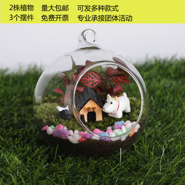苔藓微景观生态瓶植物多肉盆栽DIY材料包桌面玻璃小摆件组合