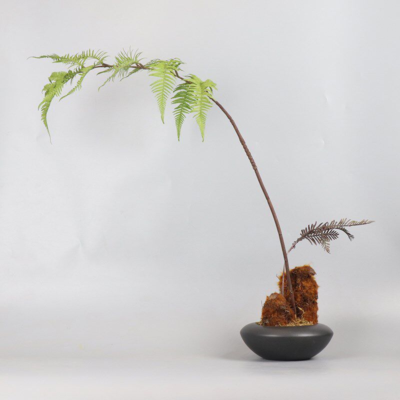 中式日式侘寂禅意仿真金丝猴蕨树大文竹绿植盆景民宿茶室花架摆件