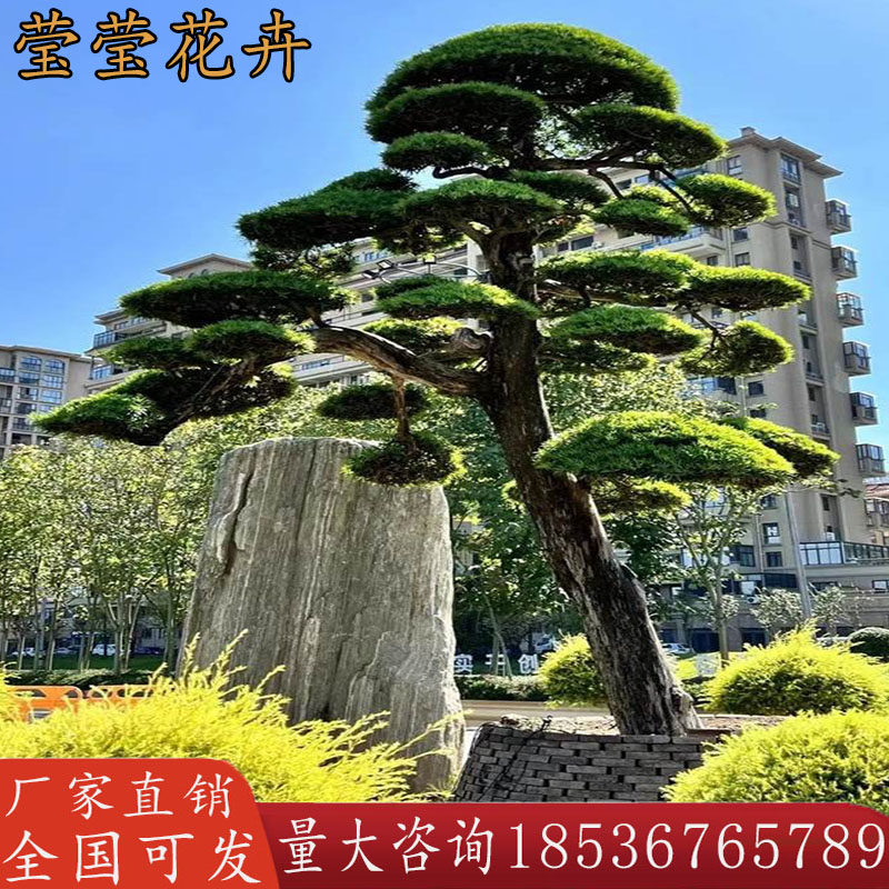 大型罗汉松大树庭院地景日本黑松迎客松名贵盆景造型树别墅造型树