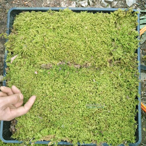 造景用苔藓可大面积铺大灰藓雨林缸养乌龟虫缸壁挂打底背景展厅