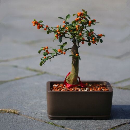 宜兴紫砂精品盆景花盆 全手工仿古砖形长方多肉菖蒲简约盆栽 乌泥