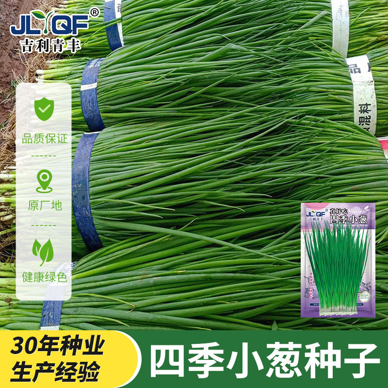 四季小葱大小香葱苗盆栽新型高产端各种蔬菜种子种植草果罕见种子