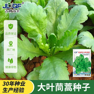 春季各种适合春天种的正宗孔雀野菜新型蔬菜罕见种子大全正宗高产