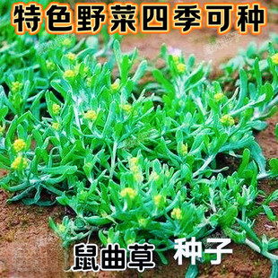 四季通用鼠曲草适合春天种的新型新鲜种子高罕见端新型蔬菜种子