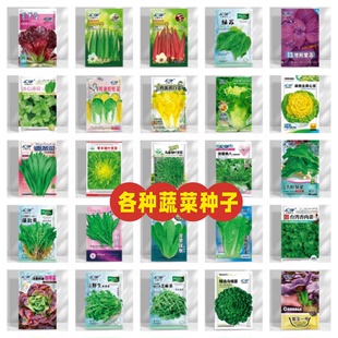 春季适合春天种的新型高产品质端各种蔬菜罕见面条菜种子组合装