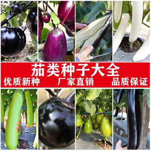 适合家庭四季高产茄子各种春天适合种的新型高罕见端蔬菜种子旗舰