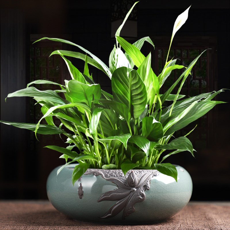 精品复古哥窑水培花盆陶瓷桌面白掌绿植盆栽大号铜钱草睡莲专用盆