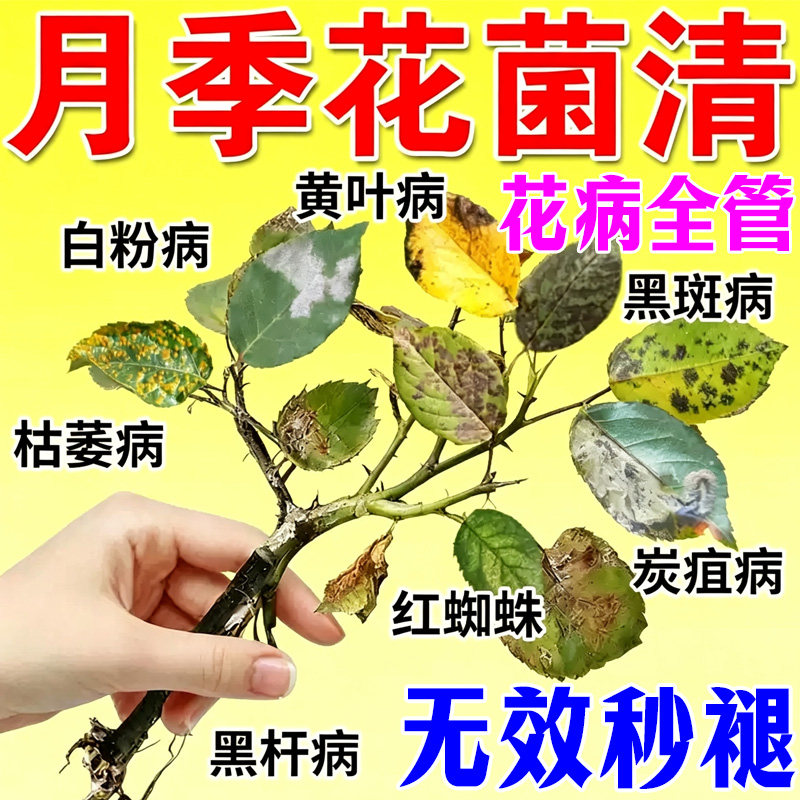 月季专用肥黄叶黑斑枯枝病图片