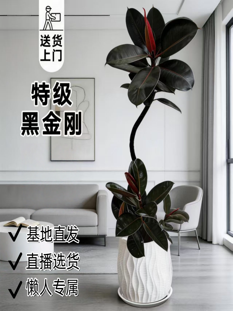 黑金刚橡皮树大型盆栽室内外净化造型盆景