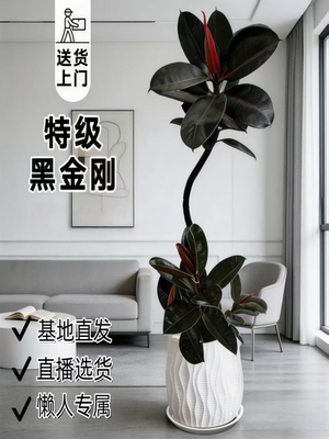 黑金刚橡皮树大型盆栽室内外净化空气四季常青好养活