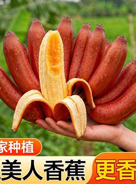 正宗红美人红皮香蕉孕妇宝宝水果