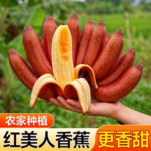 正宗红美人香蕉红皮蕉稀有水果软糯香甜新鲜现摘老人孕妇宝宝水果