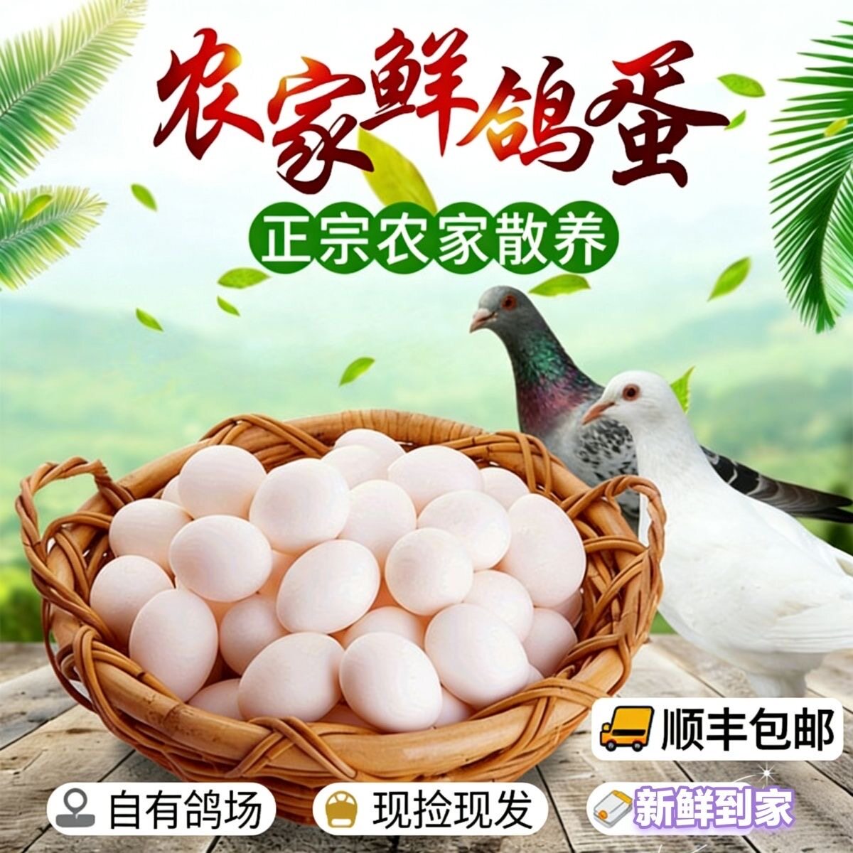 【顺丰包邮】新鲜鸽子蛋农家散养五谷杂粮喂养孕妇宝宝营养辅食