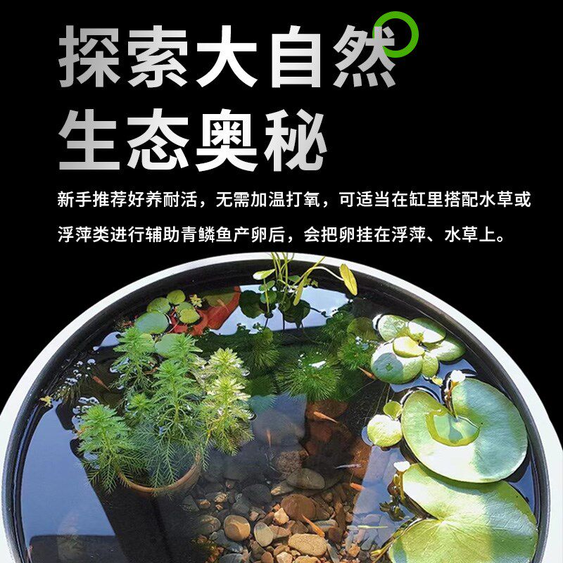 观背青鳉观赏鱼冷水鱼苗好养耐活小型金鱼锦鲤鱼孵化青鳉原生小鱼