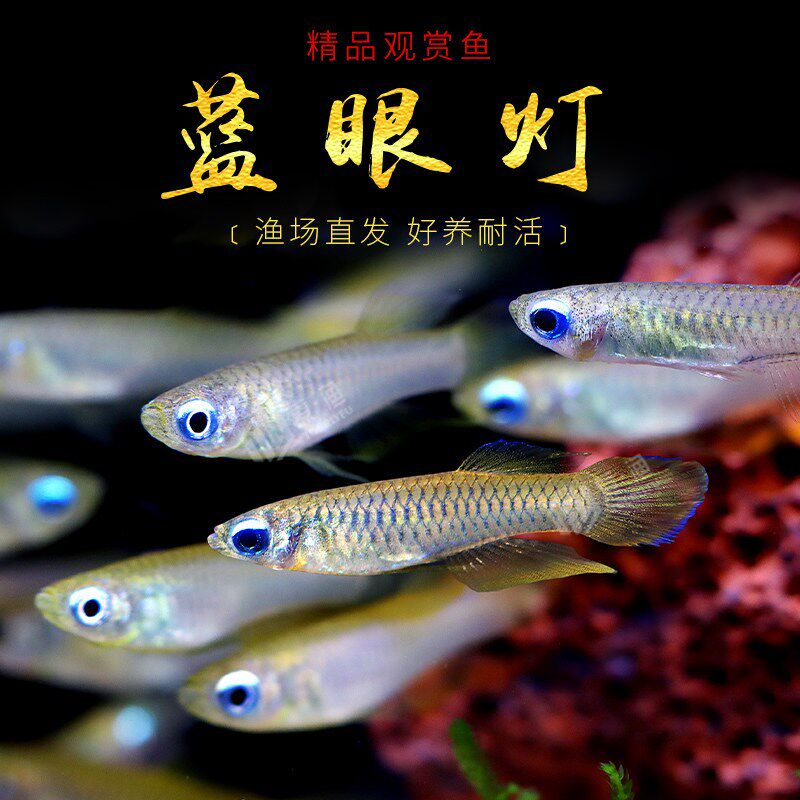 蓝眼灯鱼小型热带鱼淡水观赏鱼蓝眼睛水草缸新手入门灯鳉鱼活体鱼