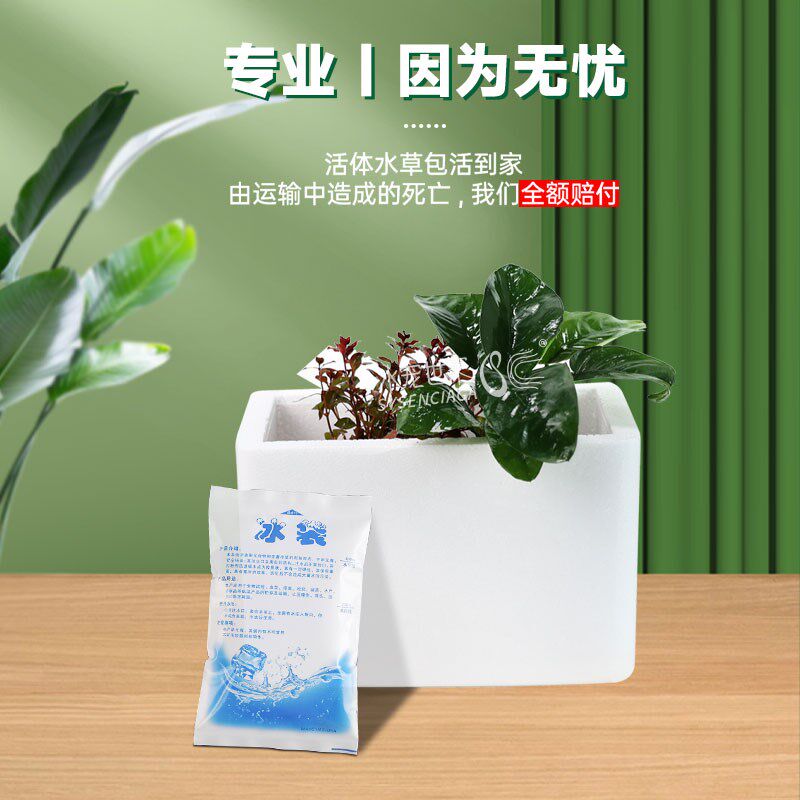 高端水草辣椒榕野株辣椒榕布朗尼蓝精灵野株草缸沉木造景迷你水草