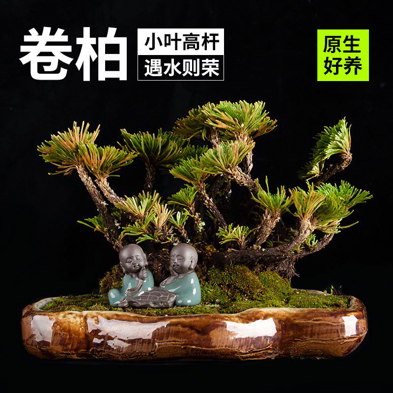 石光小站 九死还魂草吸水石上水石假山盆景植物小叶卷柏绿植盆栽