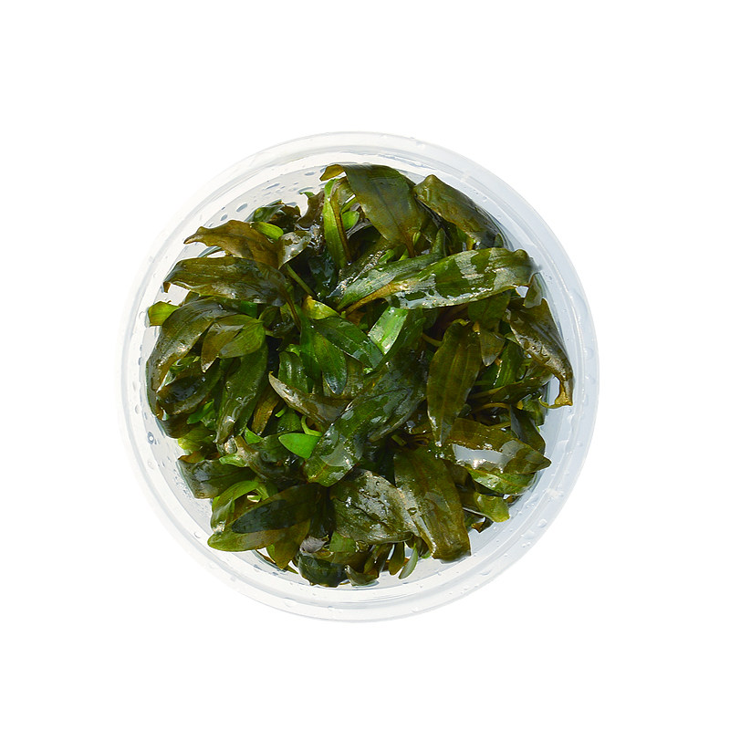 无菌杯椒草泰国青椒草气泡椒草咖啡椒草前中后景真水草活体植物
