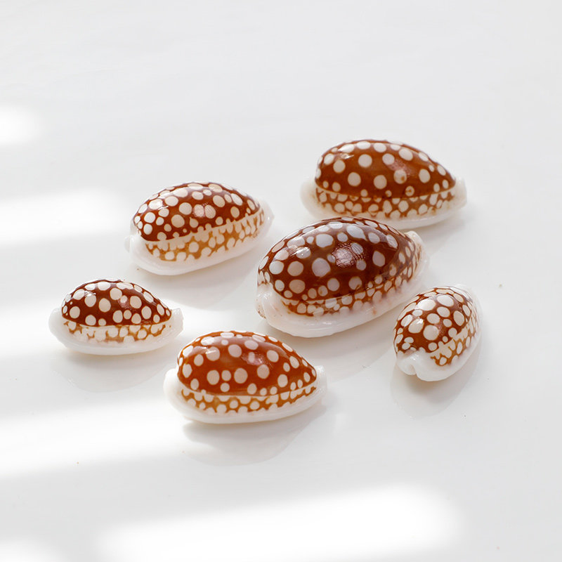 花鹿宝螺天然标本海螺收藏贝壳鱼缸水族造景装饰地中海家居摆饰