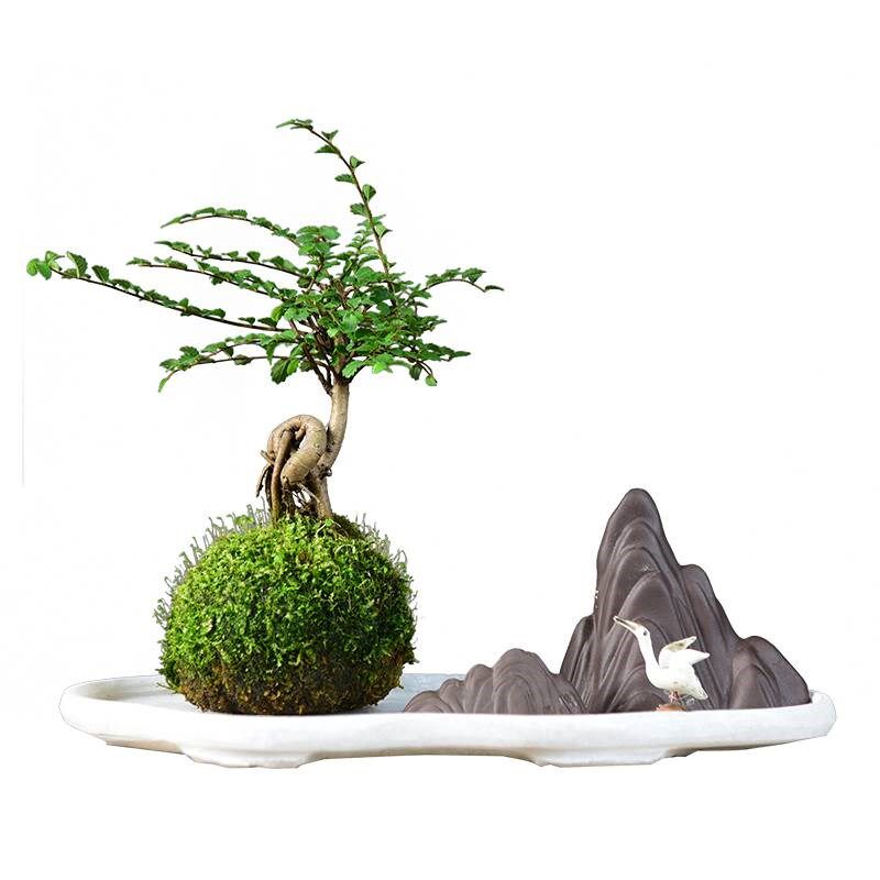 榆树苔玉水培胧月金钱菖蒲盆栽植物室内花茶几桌面四季好养小盆景