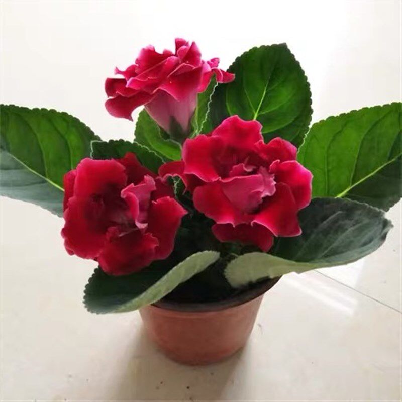 重瓣大岩桐 芙蓉花 富贵花四季胶带座/封箱器