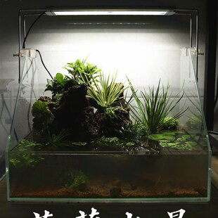 水上水草挺水植物溪流沼泽水生水菖蒲火山石定植龟缸雨林浅水造景