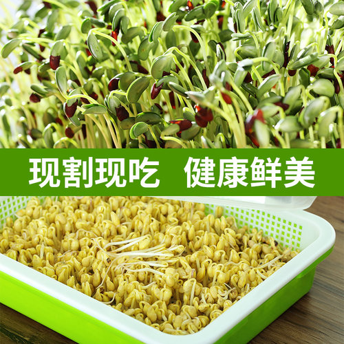 豆芽发芽盆芽苗菜育苗托盘无土栽培蔬菜豆苗种植水培设备芽菜豌豆