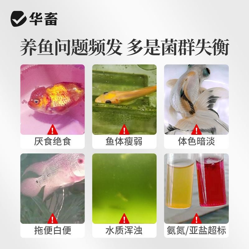 华畜鱼用益生菌锦鲤em菌调节肠道消化鱼池鱼缸水族用菌种饲料伴侣图片