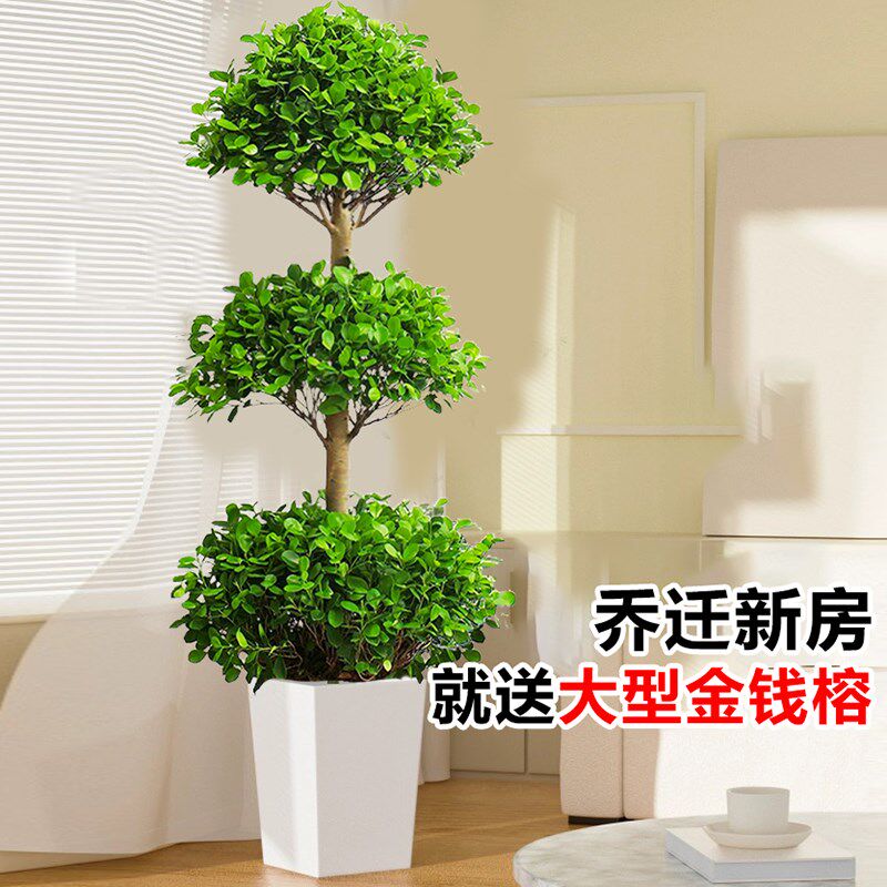 摇钱树盆栽室内庭院大型金钱榕盆景耐热绿植物乔迁送礼招财发财树