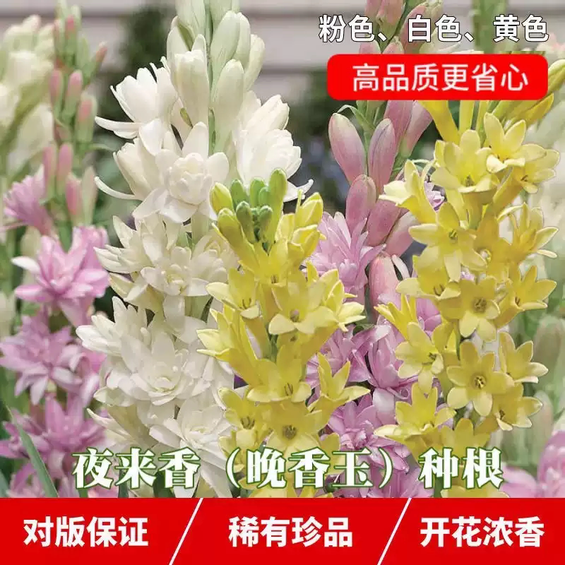 【下单立减50】晚香玉种球正宗重瓣浓香型室内外庭院花卉盆栽_YB