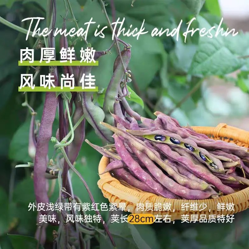 【下单立减50】八月忙大灰狼豆角耐寒耐热高产彩色芸豆角种子_Y01