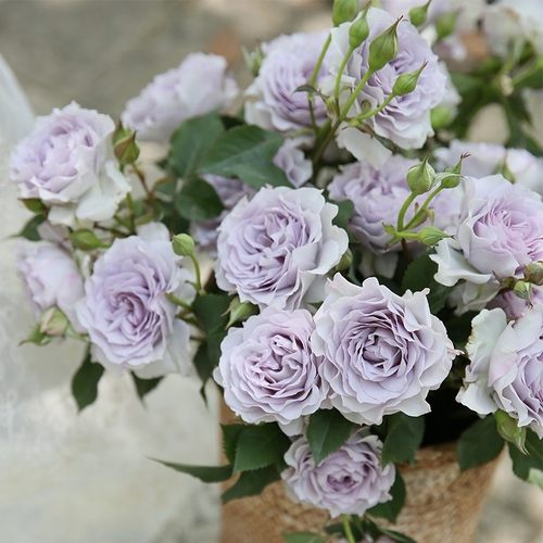 新品 隐隐青月季多头勤花阳台四季盆栽玫瑰月季花苗庭院植物