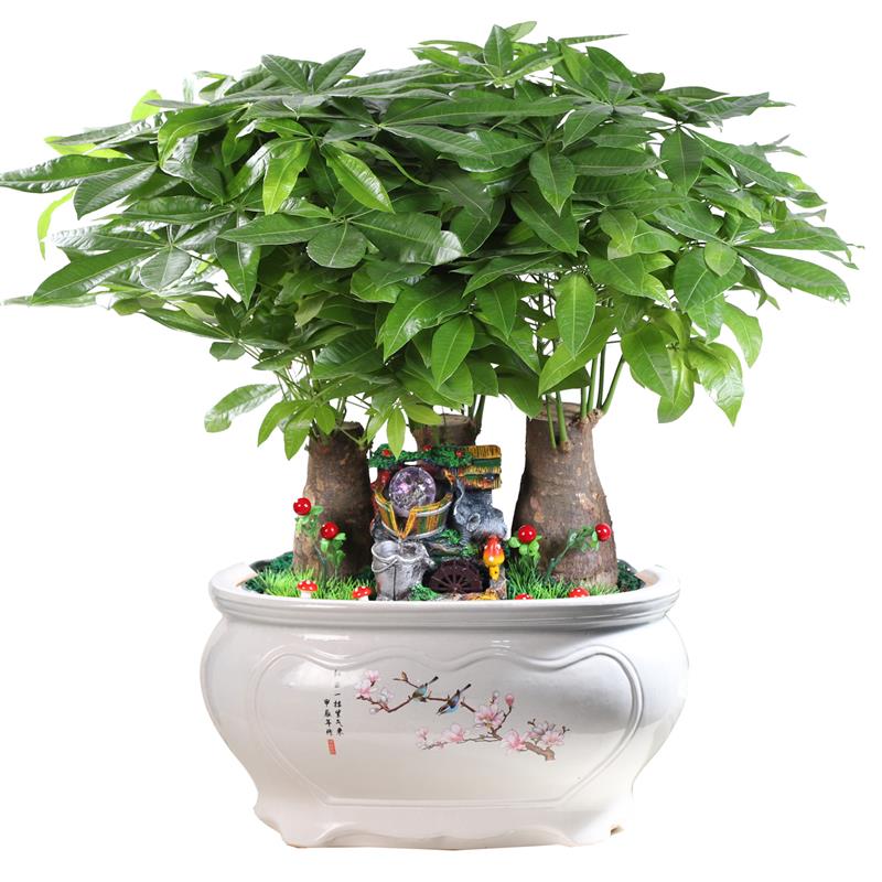 发财树盆景办公室内大型流水机盆栽绿植物花卉金钱开业桌面大花盆