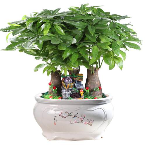 发财树盆景办公室内大型流水机盆栽绿植物花卉金钱开业桌面大花盆