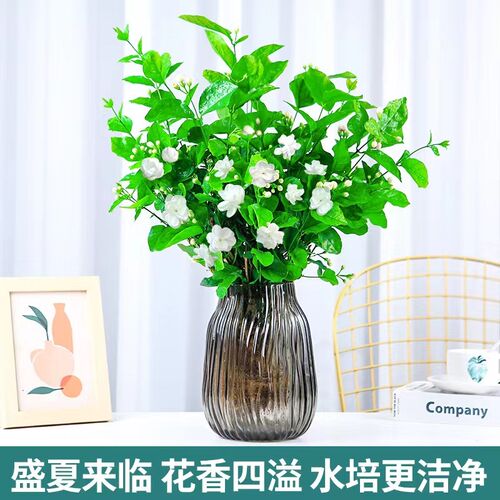 带花发货茉莉花水培植物盆栽办公室内桌面好养懒人鲜花绿植水养