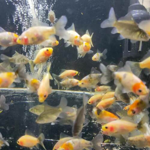 布里斯托金鱼英国草金淡水鱼冷水草种鱼水族宠物观赏鱼