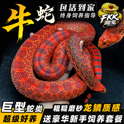 宠物牛蛇活体无毒好养包活