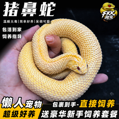 活体猪鼻蛇宠物蛇温顺无毒不咬人