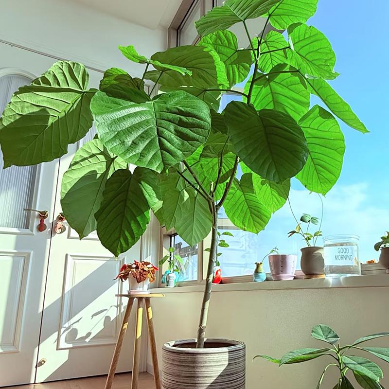 爱心榕大型绿植盆栽 阔叶心叶榕 室内客厅四季常青网红观叶植物
