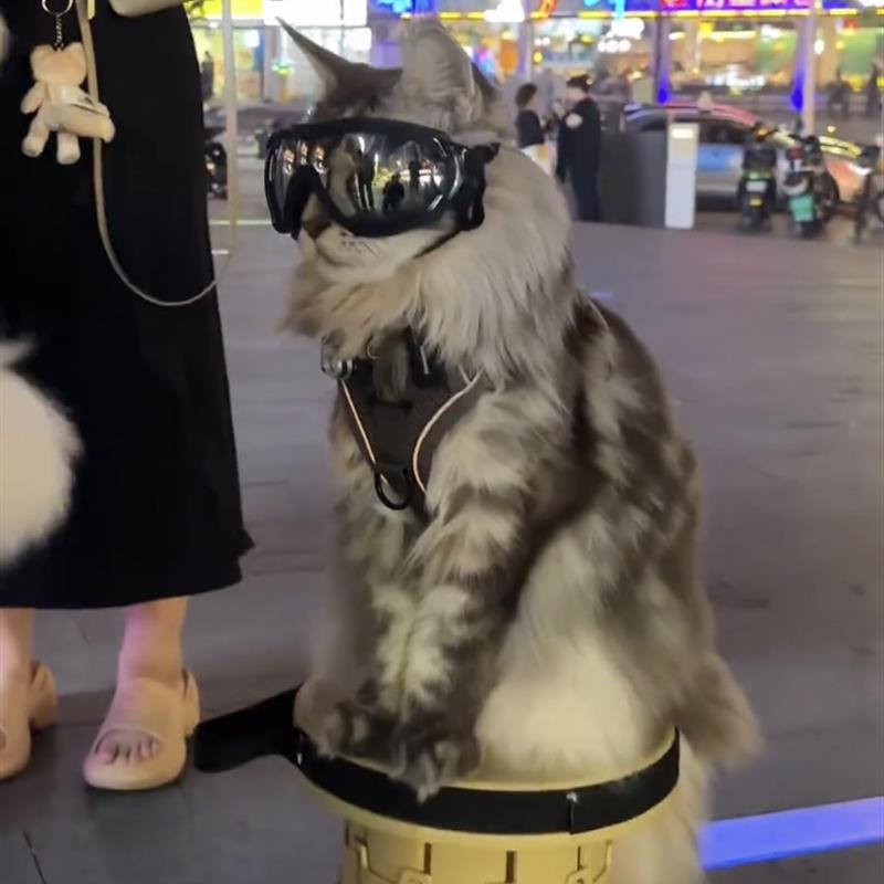 网红猫咪牵引绳背心式外出缅因猫防挣脱遛猫绳自动伸缩背带溜猫链