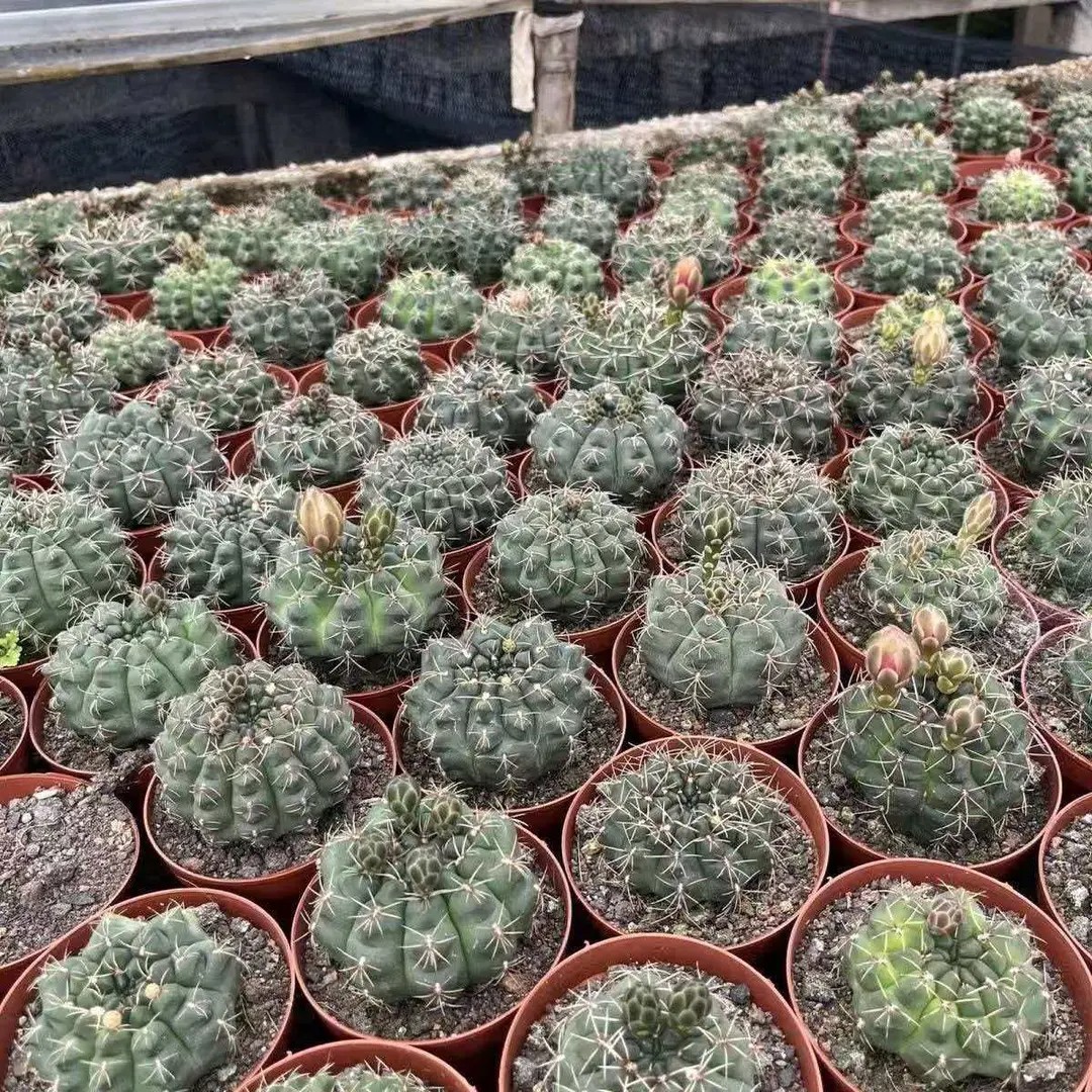 【下单立减50】绯花玉仙人球多肉植物室内好养办公室盆栽绿植wf