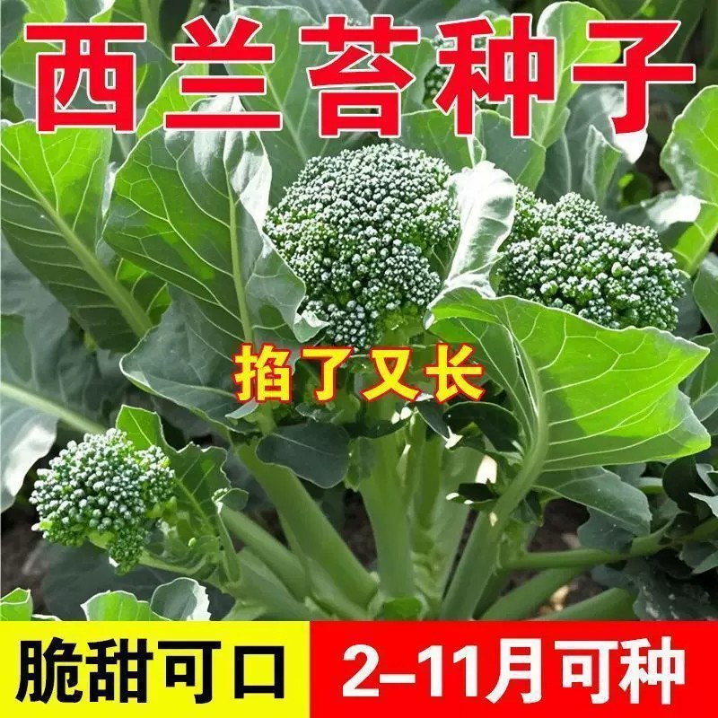 【下单立减50】西兰苔种子西兰花菜苔芥蓝芥兰易种生长快采收ZS