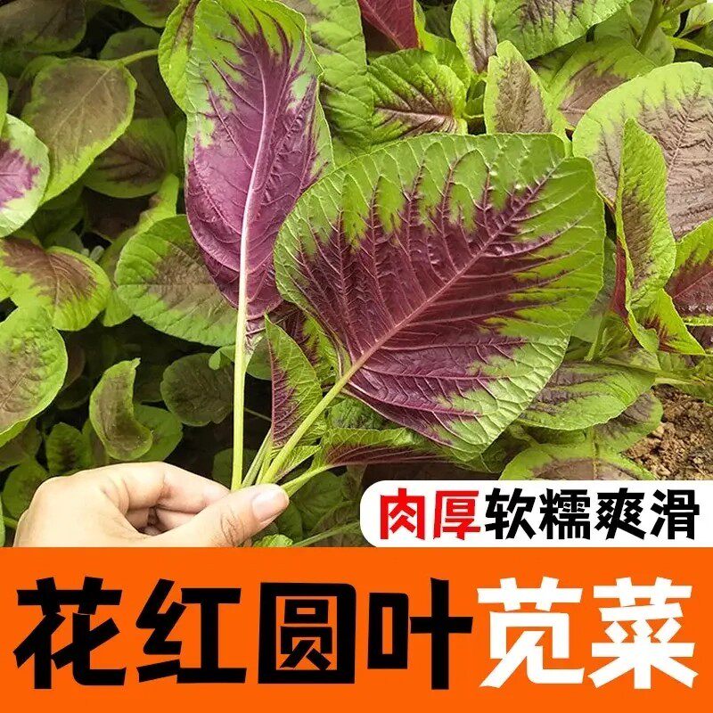 【下单立减50】红柳叶苋菜种籽四季老品种圆叶野菜苋菜种孑ZS
