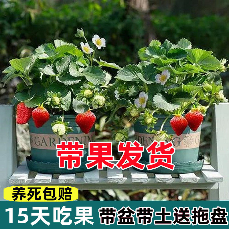 带花带果草莓苗 四季盆栽食用适合阳台庭院 新手友好带盆带土